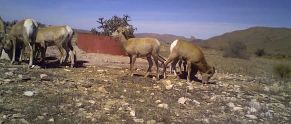 circle-ranch-video-game-cameras