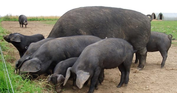 Large_Black_pigs