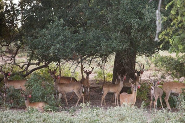 Chronic Wasting Disease (CWD) Response Highlights Texas’ Claim to Own Deer, Even Captive Ones