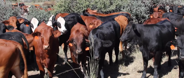 circle_ranch_winter_heifers