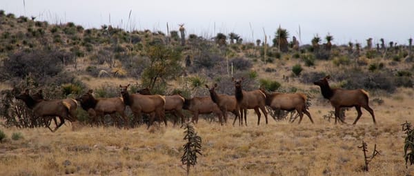 circle_ranch_elk_feature