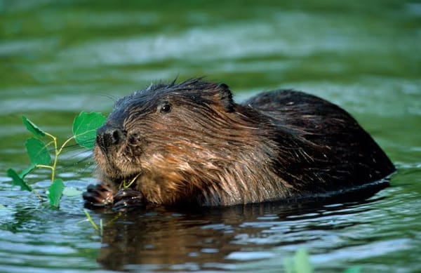 Prosthetic Found in Beaver Dam