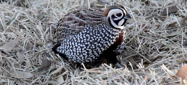 Montezuma_Quail