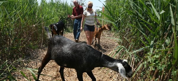 goats_prospect_park