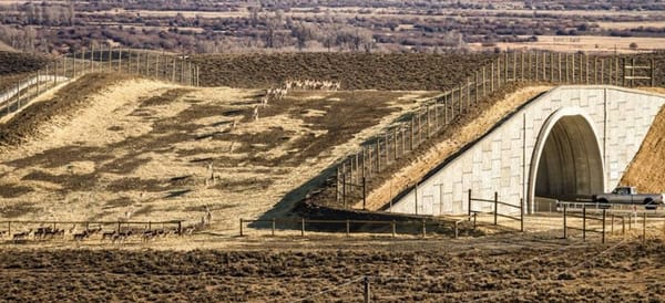 animal_crossing_highway_montana