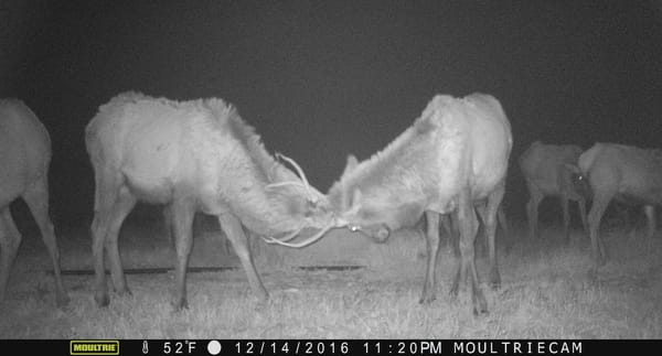 west_texas_elk