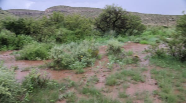 Using an Eroded Gulley to Recreate a Wet Meadow