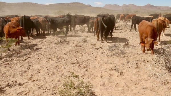 Richard Teague et al. on Benefits of Planned Grazing