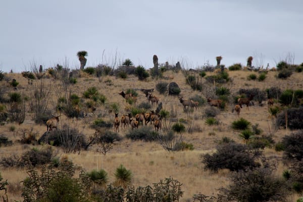 Texas Elk and the North American Wildlife Conservation Model