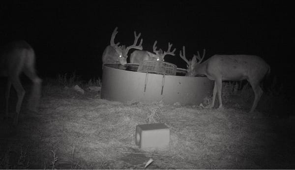 The Culling of Wild Deer Based on Antler Size Is Inefficient - at Best