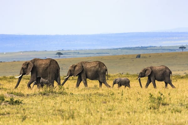 african_grasslands