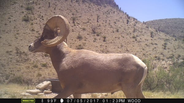 Circle Ranch Wildlife Cameras - Summer 2017