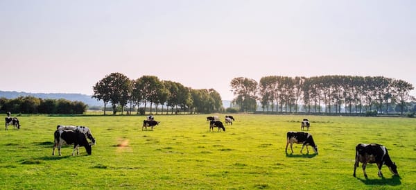 free_range_cattle