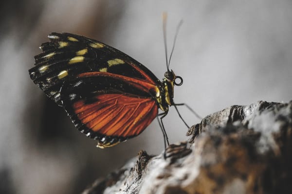 insects_west_texas