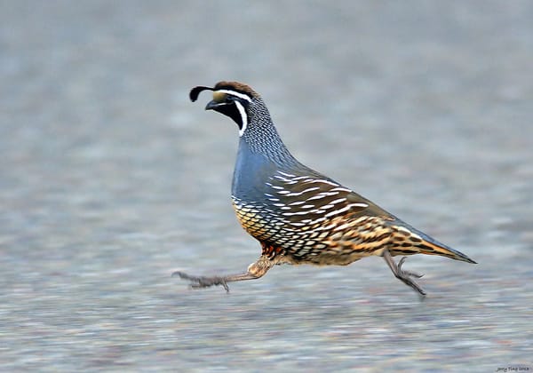 gambels_quail_circle_ranch_texas