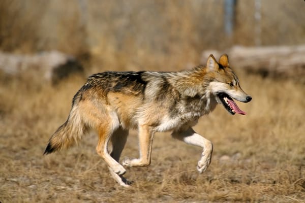 Mexican Grey Wolves Reintroduced