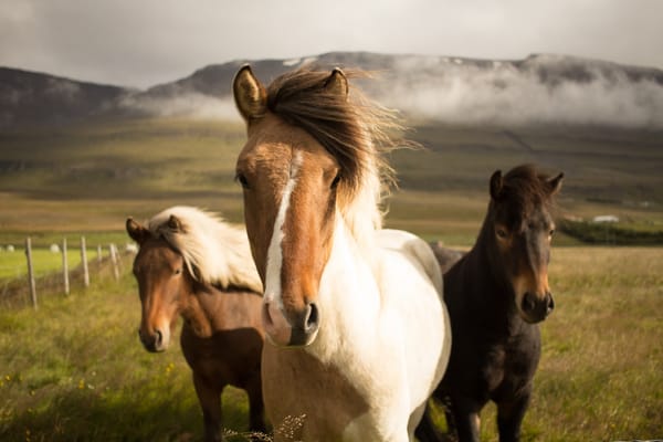 wild_horses_iceland