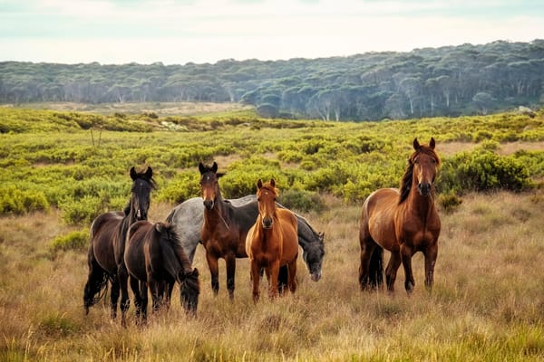 wild_horse_australia