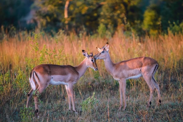 white_tail_deer