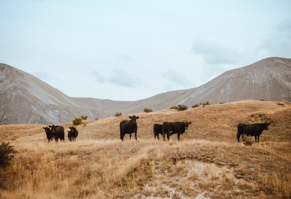 cattle_grazing_leased_land