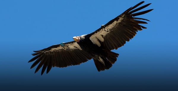 california-condor