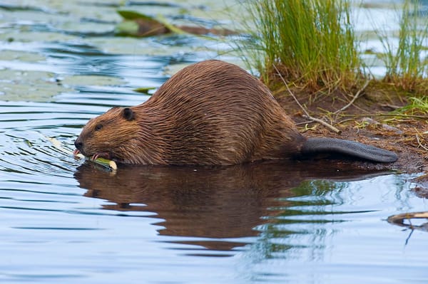 Restoring Desert Watersheds with Beaver: Back to the Future