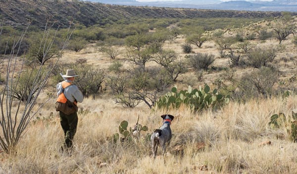 gambels_quail_arizona