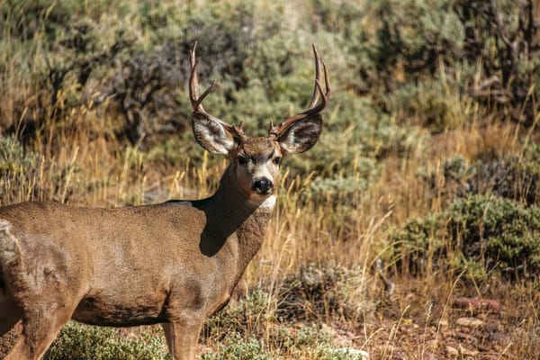 mule_deer