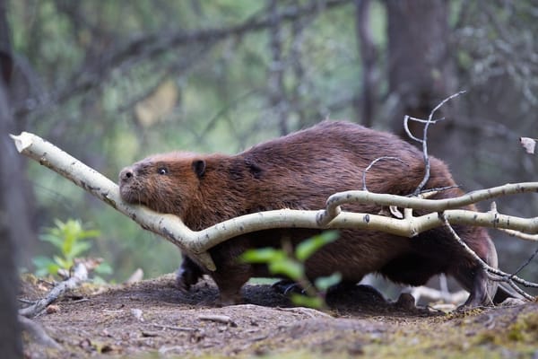 beavers_west_texas