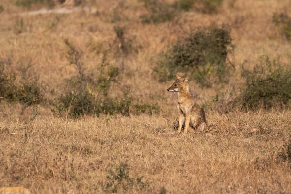 coyote_texas