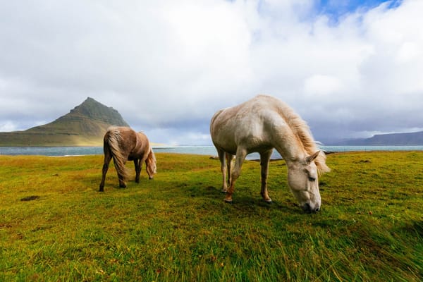 horse_iceland