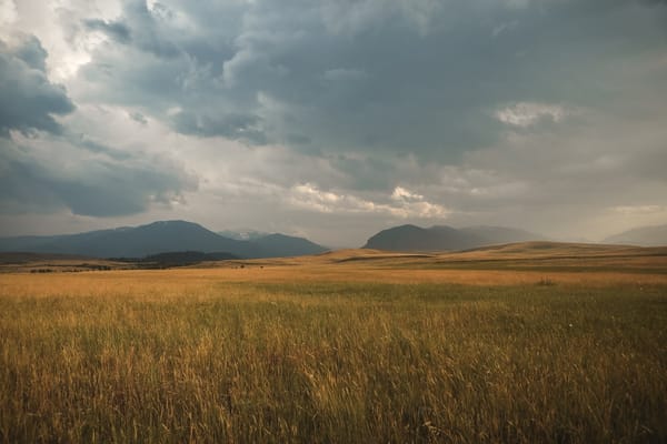 grassland_restoration