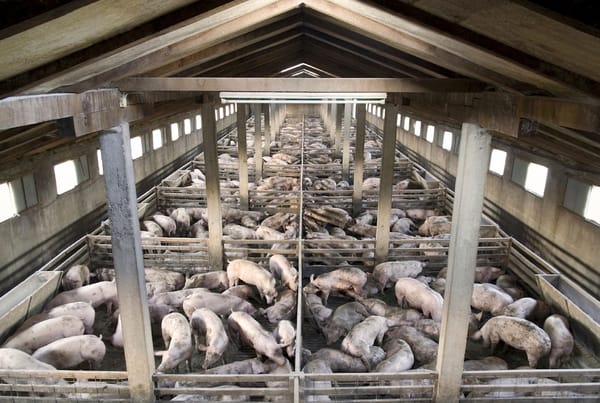 Pigs_feedlot