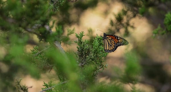 monarch_butterfly