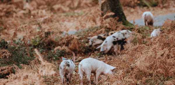 feral_pigs_hunting_texas