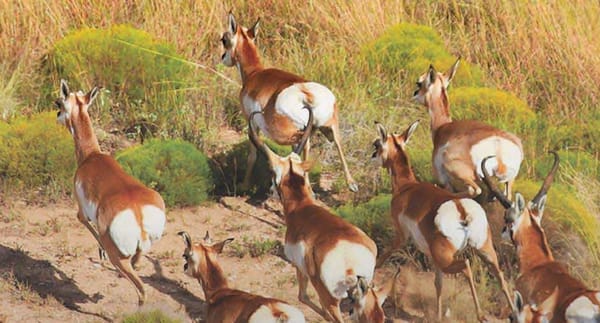 pronghorn_running_texas