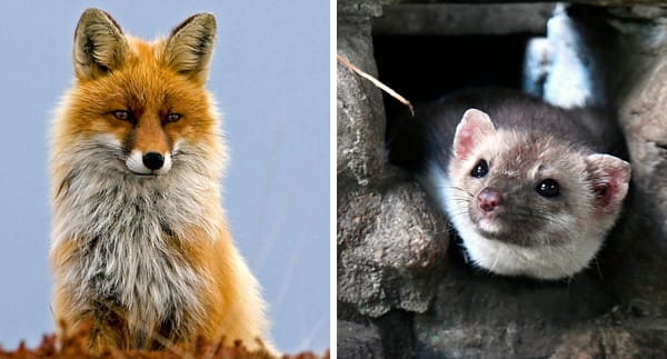 Lyme Disease’s Worst Enemy? It Might Be Foxes