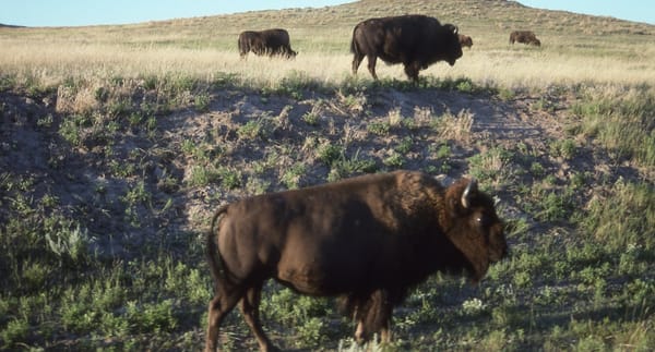 bison_prarie