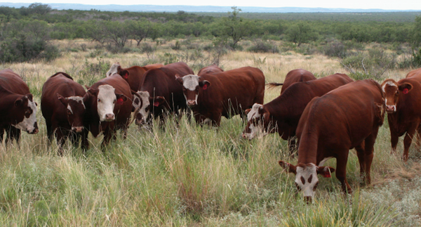 cattle_habitat_restoration