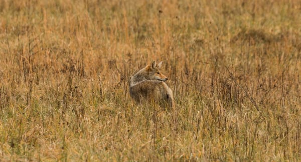 Coyotes & Prairie Dogs