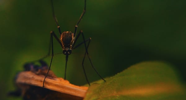 mosquitio_malaria