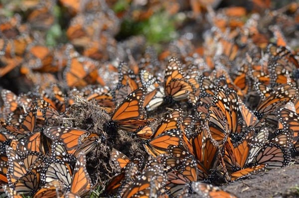 butterfly_west_texas