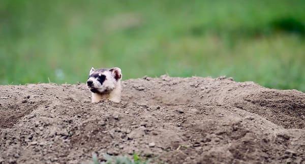 black_footed_ferret