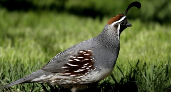 gambels_quail