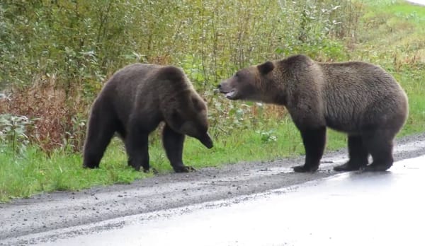 Two Bears Brawl in the Middle of a Highway as a Wolf Watches Quietly from a Distance