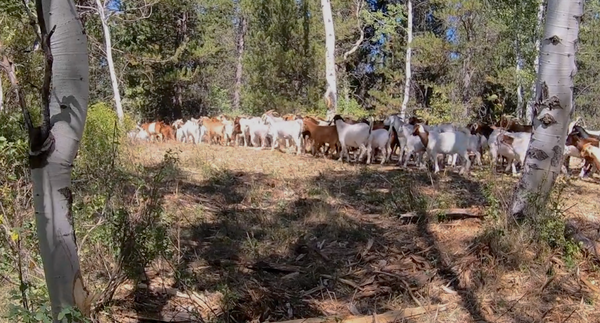 goats_pitchstone_waters_idaho