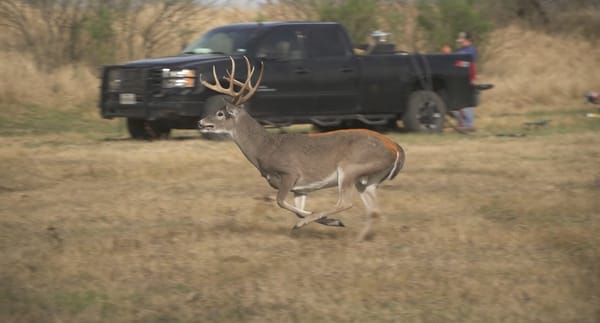 deer_culling_video