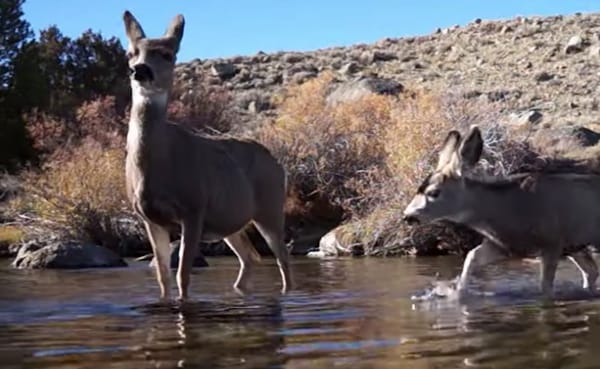 deer_migration_record