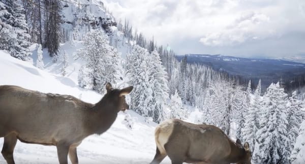 elk_migrations_wyoming_snow