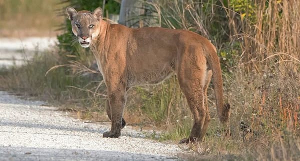 Conservation-Florida-panthers